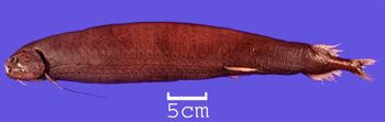 Media type: image; Ichthyology 161590